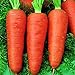 Oce180anYLVUK Karottensamen, 30 Stück Beutel Karottensamen Prolifics Einfach Zu Pflanzen Gute Ernte Gartensämlinge Für Den Garten Karotte neu 2024