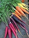 Photo Rainbow Blend Carrot Seeds, 500+ Heirloom Seeds, (Isla's Garden Seeds), 85% Germination Rate, Non GMO Seeds, Botanical Name: Daucus carota, best price $6.75 ($0.01 / Count), bestseller 2024