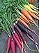 Rainbow Blend Carrot Seeds, 500+ Heirloom Seeds, (Isla's Garden Seeds), 85% Germination Rate, Non GMO Seeds, Botanical Name: Daucus carota new 2024