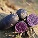 Las semillas de papa, 100 piezas Vegetable Seeds Fácil de planta que crece rápida germinación rápida Negro Piel púrpura Carne semillas de papa raro para jardinería Ideal regalo al aire libre nuevo 2024