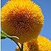 15 Semillas oso de peluche de la semilla de girasol Helianthus semi enano de jardín Semillas de flor hermosa nuevo 2024