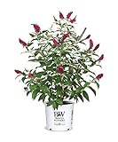 Photo Proven Winner Miss Molly Buddleia 2 Gal, Pink and Red Blooms, best price $42.98, bestseller 2024