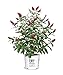 Proven Winner Miss Molly Buddleia 2 Gal, Pink and Red Blooms new 2024