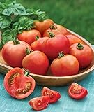 Photo Burpee Early Girl Tomato Seeds 50 seeds, best price $7.37 ($0.15 / Count), bestseller 2024