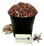 Photo Fat Plants San Diego Premium Cacti and Succulent Soil with Nutrients, best price $22.99, bestseller 2024