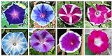 Photo Mixed Color Tall Morning Glory Climbing Vine | 150 Seeds to Plant | Beautiful Flowering Vine. Made in USA, Ships from Iowa, best price $7.29, bestseller 2024