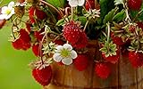 Photo KIRA SEEDS - Alpine Strawberry Regina - Everbearing Fruits for Planting - GMO Free, best price $6.96 ($0.07 / Count), bestseller 2024