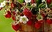 KIRA SEEDS - Alpine Strawberry Regina - Everbearing Fruits for Planting - GMO Free new 2024