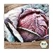 Samenliebe BIO Rotkohl Samen Cabeza Negra 3 aromatischer Blaukraut runder Kohl rot violett 200 Samen samenfestes Gemüse Saatgut für Gewächshaus Freiland und Balkon BIO Gemüsesamen winterhart neu 2024