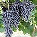 Oce180anYLVUK Traubenkerne, 1 Beutel Fruchtbare Schwarze, Reiche Fruchtsamen GVO-freie Traubenkerne Pro Garten Traubenkerne neu 2024