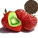 FeiyanfyQ 500Pcs Seltene Erdbeer-Kiwi-Samen Süße Frucht Yard Bonsai Garten Balkonpflanze - Kiwi-Erdbeer-Samen neu 2024