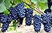 Grape Seeds for Planting-50 Seeds new 2024