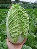 Photo Seeds Peking Napa Cabbage Heirloom Vegetable for Planting Non GMO, best price $8.99, bestseller 2024