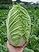 Seeds Peking Napa Cabbage Heirloom Vegetable for Planting Non GMO new 2024