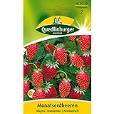 Foto Erdbeeren, Monatserdbeeren Rügen, Fragaria vesca, ca. 100 Samen, bester Preis 2,49 €, Bestseller 2024