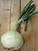 Gemüsezwiebel 'Globo' (Allium cepa) 100 Samen Zipolle Küchenzwiebel Speisezwiebel Bolle neu 2024