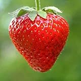Foto Erdbeeren Ampel Erdbeeren Samen, bester Preis 2,70 €, Bestseller 2024