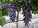 Dichondra 70pcs Purple Finger Grape Fruit Seeds new 2024