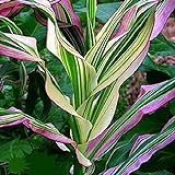 Photo Candy Striped Corn Seeds for Planting (10 Rare Seeds) - Corn with Rainbow Colors, best price $7.96 ($0.80 / Count), bestseller 2024