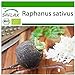 SAFLAX - Ecológico - Rábano - Español Negro - 100 semillas - Con sustrato estéril para cultivo - Raphanus sativus nuevo 2024
