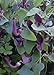 TROPICA - Andalusische Gespensterpflanze (Aristolochia baetica) - 10 Samen neu 2024