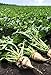 Pelleted-Sugar Beet Seeds - Good yields of Large 3 lb Sugar Beets.Great Tasting!(25 - Seeds) new 2024
