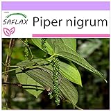 Photo SAFLAX - Poivrier commun - 20 graines - Piper nigrum, meilleur prix 3,75 € (0,19 € / unité), best-seller 2024