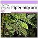 SAFLAX - Poivrier commun - 20 graines - Piper nigrum nouveau 2024