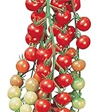 Photo Burpee Super Sweet 100' Hybrid Cherry Tomato, 50 Seeds, best price $7.67, bestseller 2024