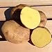 Yukon Gold Potato Seed/ Tubers,Yellow-flesh standard.(5 Lb) new 2024