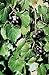Vitis rotundifolia PURPLE Muscadine Traubenkernen! neu 2024