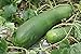 20 Organic Huge Chinese Asian Winter Melon Seeds Wax Gourd - Seed from Year 2021 USA new 2024
