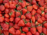 Foto Erdbeeren 1500+ Samen *Großfruchtig/Süß/Wohlschmeckend* -Super Ertrag und Winterhart-, bester Preis 12,99 €, Bestseller 2024