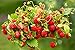 Semillas de fresa fresa regina - Fragaria vesca - 320 semillas nuevo 2024