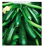 Foto Semillas de calabacín híbrido diamant - vegetales - cucurbita pepo - zi015 - las mejores semillas de plantas - flores - frutas raras - idea de regalo - calabacines - aproximadamente 75 semillas - a, mejor precio 8,18 €, éxito de ventas 2024
