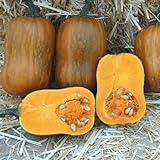 Photo Honeynut Squash Seeds - Grow from The Same Seeds As Farmers - Packaged and Sold by Harris Seeds / Garden Trends - Harris Seeds: Supplying Growers Since 1879 - USDA Certified Organic - 50 Seeds, best price $7.20, bestseller 2024