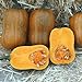 Honeynut Squash Seeds - Grow from The Same Seeds As Farmers - Packaged and Sold by Harris Seeds / Garden Trends - Harris Seeds: Supplying Growers Since 1879 - USDA Certified Organic - 50 Seeds new 2024