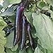 Shikou Hybrid Eggplant Seeds (40 Seed Pack) new 2024