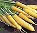 David's Garden Seeds Carrot Solar Yellow 4185 (Yellow) 200 Non-GMO, Open Pollinated Seeds new 2024