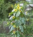 Photo 15 Seeds (FF) King Kong Sunflower, best price $20.00, bestseller 2024