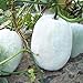 Semillas de melón de invierno 30+ Cera de ceniza Calabaza Verduras Semillas orgánicas de la herencia para el jardín del hogar Jardín al aire libre Plantación de la granja nuevo 2024