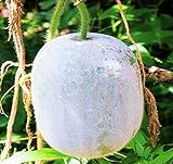 Photo MOCCUROD 25Pcs Wax Gourd Seeds Hair Skin Gourd Seeds Fuzzy Melon Vegetable Seeds, best price $7.99 ($0.32 / Count), bestseller 2024