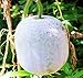 MOCCUROD 25Pcs Wax Gourd Seeds Hair Skin Gourd Seeds Fuzzy Melon Vegetable Seeds new 2024