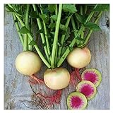 Photo Watermelon Radish Seeds | Heirloom & Non-GMO Vegetable Seeds | Radish Seeds for Planting Home Outdoor Gardens | Planting Instructions Included with Each Packet, best price $6.95, bestseller 2024