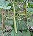 Portal Cool 60 Samen der Lange sizilianische Zucchini neu 2024