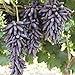 30pcs Finger Grape Seeds Advanced Fruit Natural Growth Sweet Gardening Plants new 2024