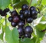 Photo 15 Seeds of Purple Black Muscadine Grape, best price $15.99, bestseller 2024