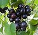 15 Seeds of Purple Black Muscadine Grape new 2024