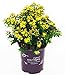 First Editions - Hypericum inodorum Red Star (St. Johns Wort) Shrub, red fruit, #2 - Size Container new 2024