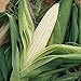 strimusimak 200PCS Semillas de maíz Fast Crecimiento Planta Jardín Semillas vegetales Blanco Non-GMO Granos Semillas para jardín Siembra de patio exterior Semillas de maíz nuevo 2024